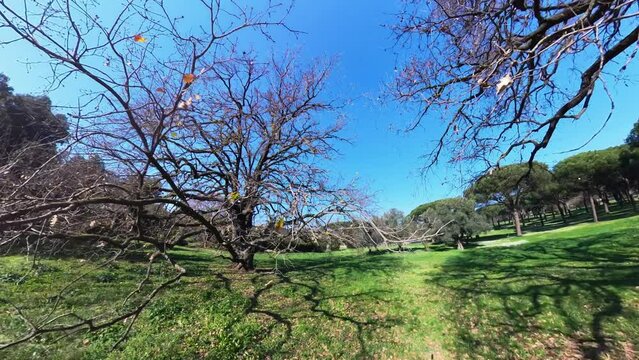 Nature in Villa Doria Pamphilj - Rome