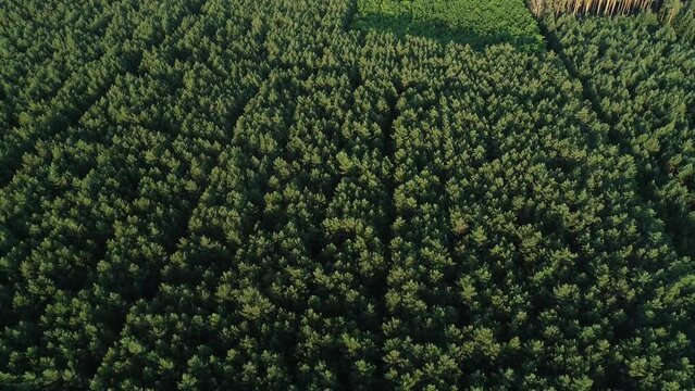 Dichter Wald von oben, Deutschland