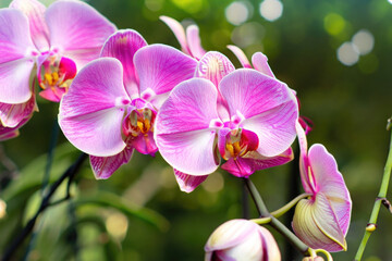 Naklejka premium pink orchid flowers