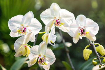 Obraz premium white orchid flower