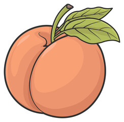 vector drawing of peach without background