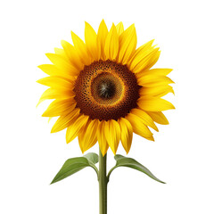 Fototapeta premium One sunflower alone isolated on transparent background