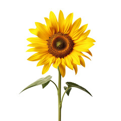 One sunflower alone isolated on transparent background