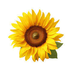 One sunflower alone isolated on transparent background