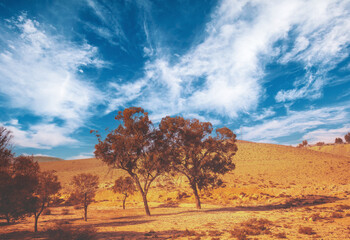 Desert with beautiful sky on a sunny day. Eucalyptus trees in desert