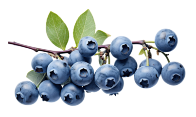 Branch of delicious ripe blueberries, cut out