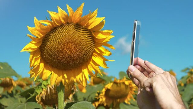 Photographing a sunflower. Man makes photos of sunflower on smartphone. Agricultural worker stands in field of sunflowers and takes photo on smartphone. Agronomist controls of sunflower ripening