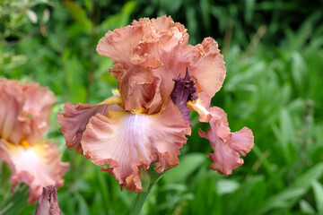 Bearded iris 'High Roller' in flower.