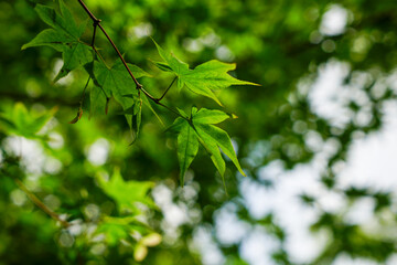 日本楓のきれいな新緑