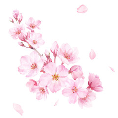 春の花：桜の花の水彩イラスト。クローズアップ。クリップアート（透過背景）
