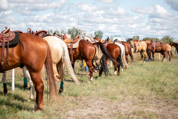 Rear view of a large group of domestic horses standing in a row while tied up to a fence.