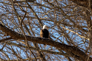 Bald Eagle perched on a tree branch along the Delaware River