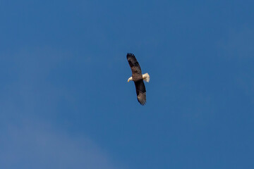 Bald Eagle flies over the Delaware River