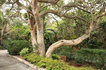 Seagrape tree, with large trunk is a  Florida native, a protected tree to preserve Florida's coastal. Tequesta and Calusa natives used seagrape leaves and fruit as a food source and plates.