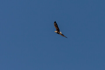 Bald Eagle flies over the Delaware River