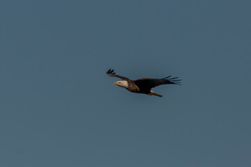 Bald Eagle flies over the Delaware River
