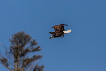 Bald Eagle flies over the Delaware River