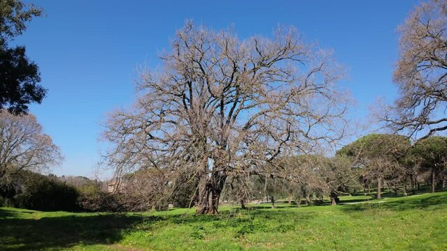 Nature in Villa Doria Pamphilj - Rome