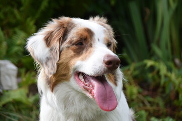 Australian Shepard