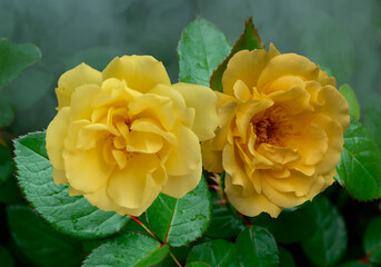 Beautiful yellow roses in the summer garden - Powered by Adobe