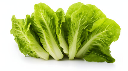Lettuce on white background