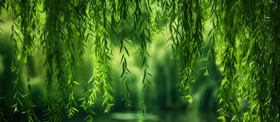 Soothing Green Bamboo Leaves Background for Relaxation and Zen Meditation