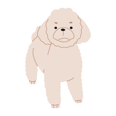 Poodle 1 cute on a white background, vector illustration.