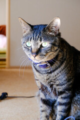 屋内でリラックスしているブラウンタビーの猫