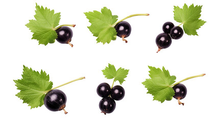 Blackcurrant Illustration with Realistic Details Isolated on Transparent Background - Fresh and Juicy Fruit Graphic Design for Healthy Food Concepts and Summer Market Advertising. - obrazy, fototapety, plakaty