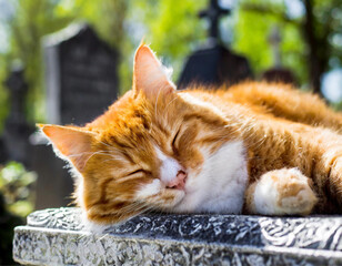 Um gato ruivo, deitado e dormindo sobre um túmulo em cemitério. - obrazy, fototapety, plakaty