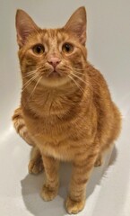 Obraz premium portrait of a cat