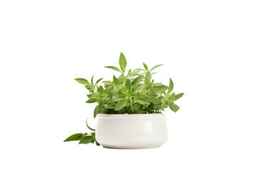 Fototapeta premium Modern potted houseplant in white ceramic pot, green leafy herb foliage, minimal indoor plant decor PNG isolated on Transparent Background