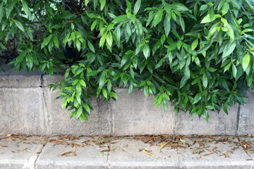 A fence in a city park in northern Israel.