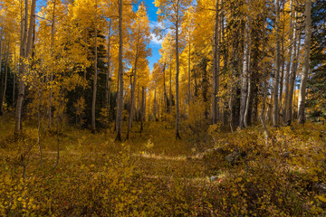 Fototapeta premium Fall Foliage in the Colorado Rocky Mountains 