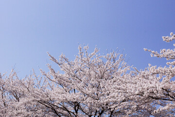 Spring day, cherry blossom stroll in Yeouido Park