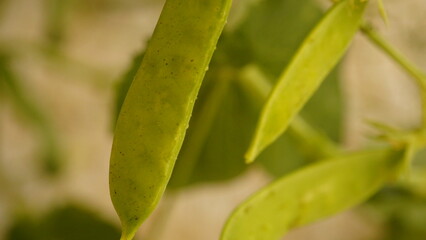 Granos de cereales sin procesar