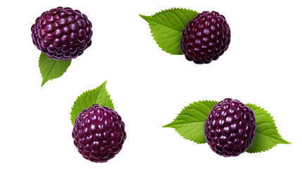 Boysenberry Collection: 3D Digital Art Illustrations of Ripe, Juicy Berries, Isolated on Transparent Backgrounds for Creative Graphic Design Projects and Commercial Use.