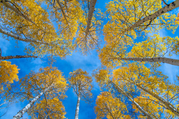 Autumn Aspens in Colorado