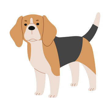 Beagle 1 cute on a white background, png illustration.