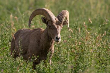 Desert bighorn Roaming through a Field