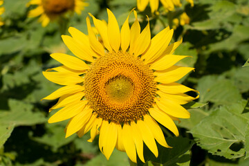 Fototapeta premium Beautiful yellow color sunflower with green leaf background
