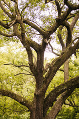 A very Large Oak tree canopy in the National Forest in Florida.