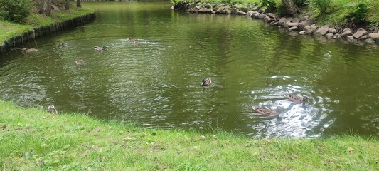 pond in the park