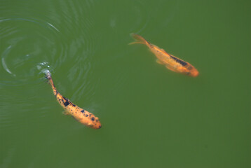 Peces en un lago,un rio,estan donde hay agua!