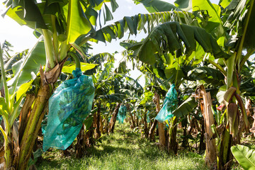 Détail d'une bananeraie, plantation de bananiers avec régimes de bananes ensachés pour leur...