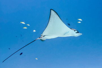 Spotted eagle ray - Aetobatus narinari