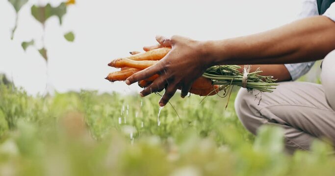 Washing, hands and carrots for agriculture on farm, gardening and vegetables growth for nutrition. Agro industry, organic crops and growing with water to clean, healthy food and harvesting in field