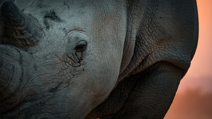 Rhino Sunset - obrazy, fototapety, plakaty
