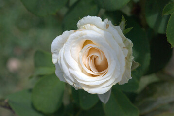 Flores en los jardines,en las casas nos regalan sus aromas y colores.