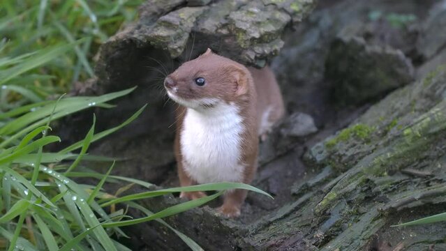 Weasel (Least Weasel) 